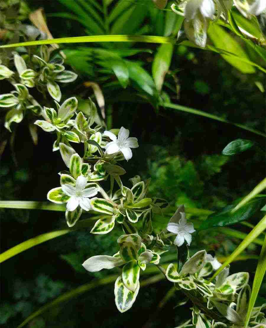 答辩状范文模板（民事答辩状格式范文） 民事答辩状的写法