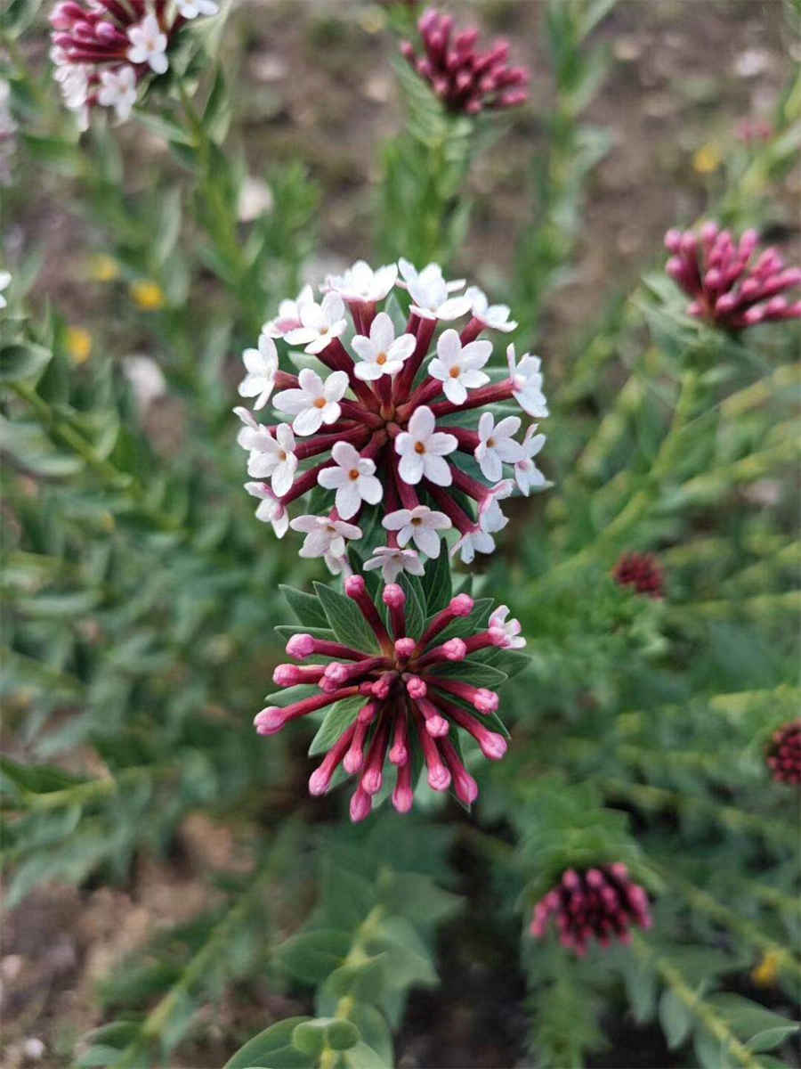 芋头蒸熟需要多长时间呢(芋头要蒸熟要多少时间) 芋头蒸煮多久能熟