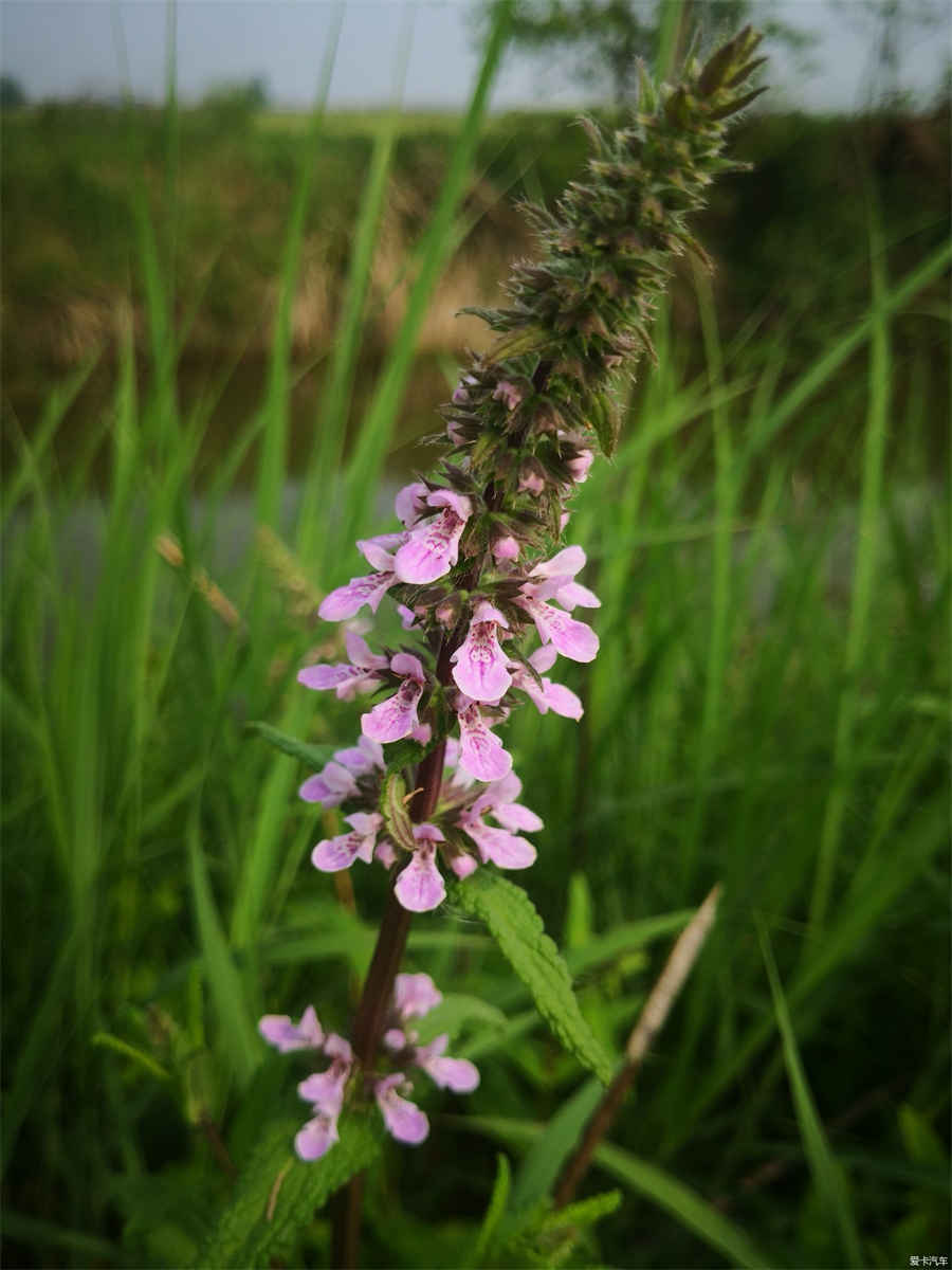 凤尾草 凤尾草