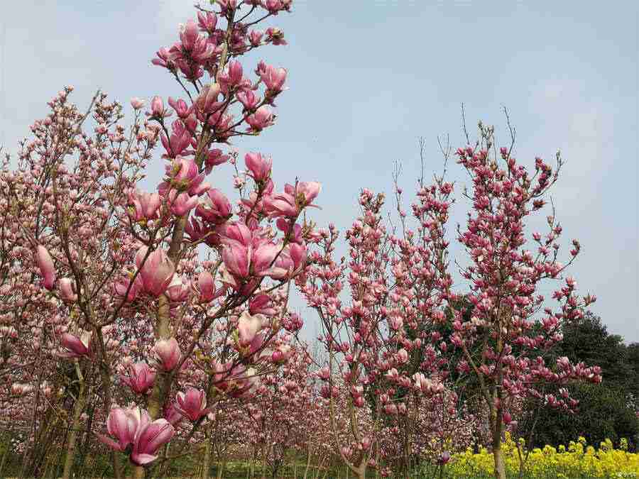 芹菜拌花生米的做法家常做法怎么做好吃热量卡路里 芹菜拌花生米的制作方法