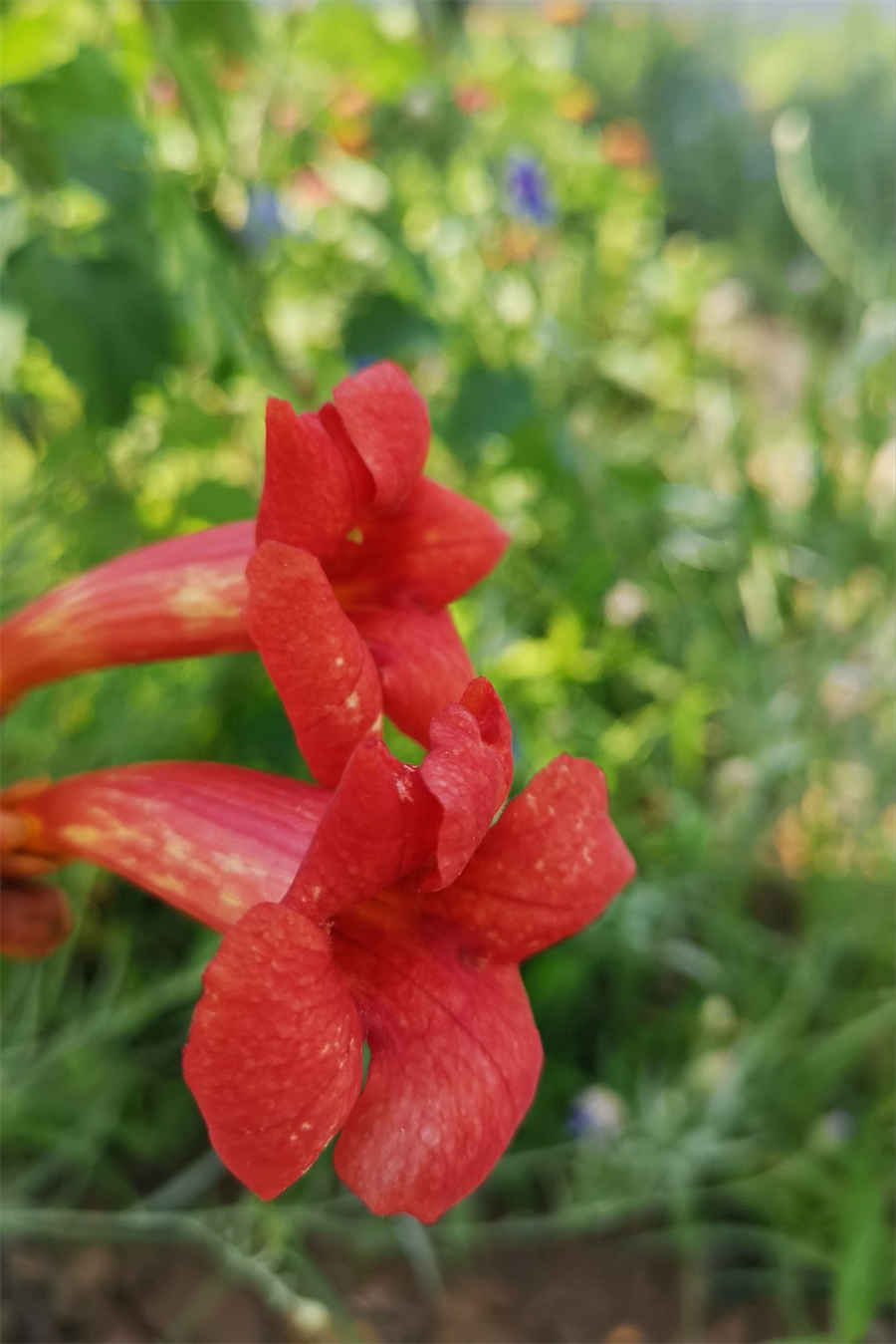 补脾益气 健脾益气