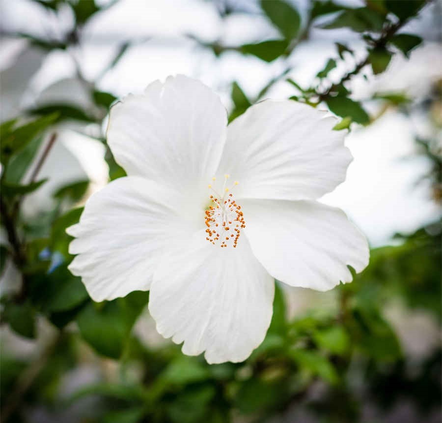 狗屎花 花狗的拼音 花狗的拼音