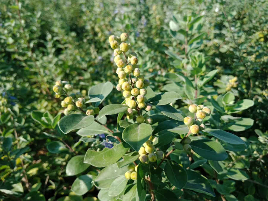 紫梢花 紫稍花