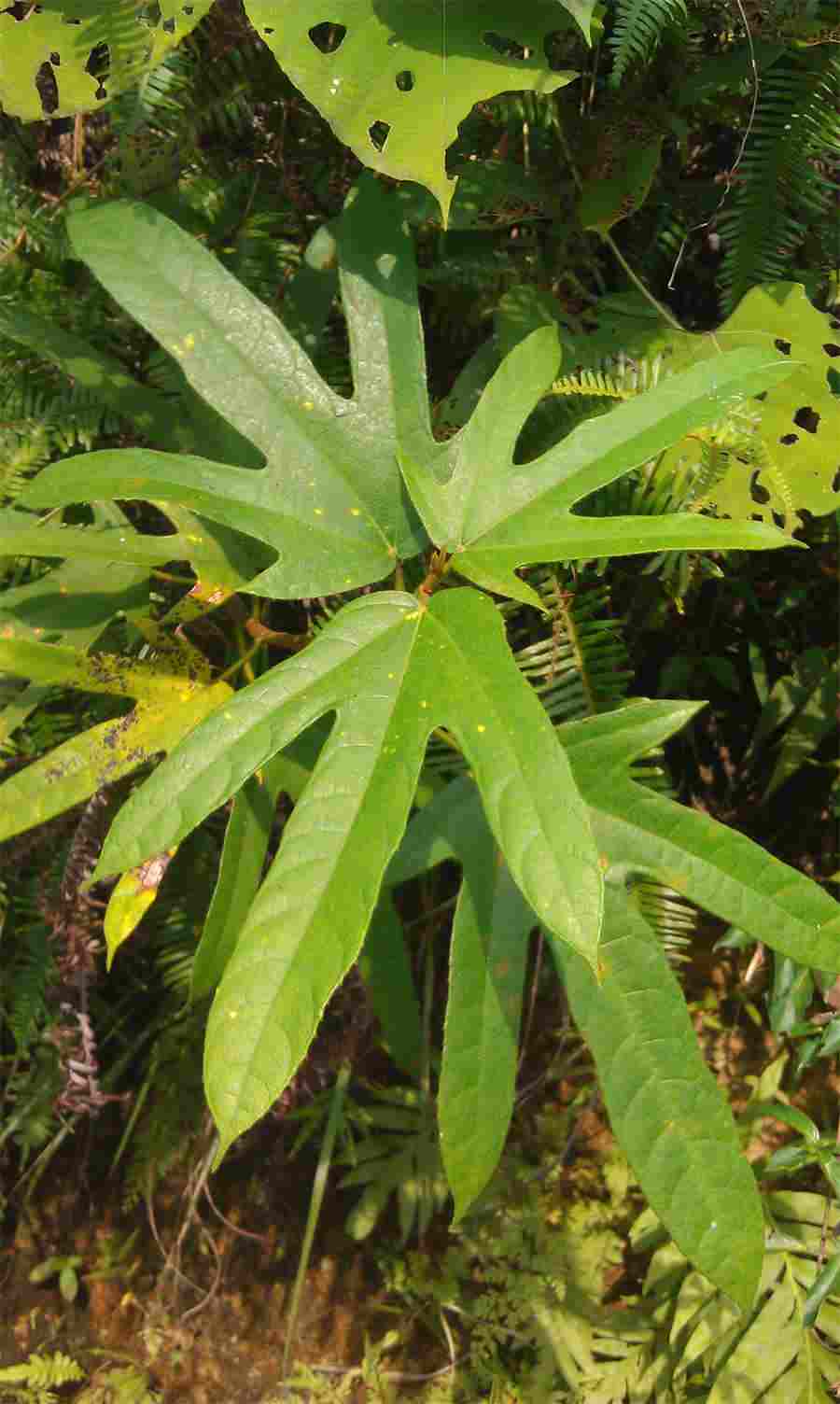 灵芝破壁孢子粉食用说明书中药材使用方法中药材的正确吃法 灵芝孢子油的功效与主治功能