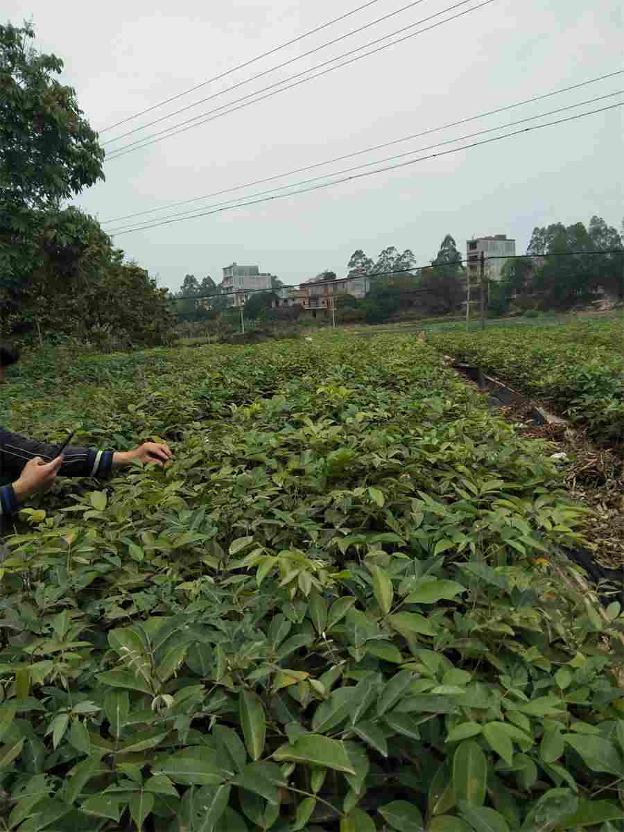 金线莲市场价格多少钱一斤中药材价格