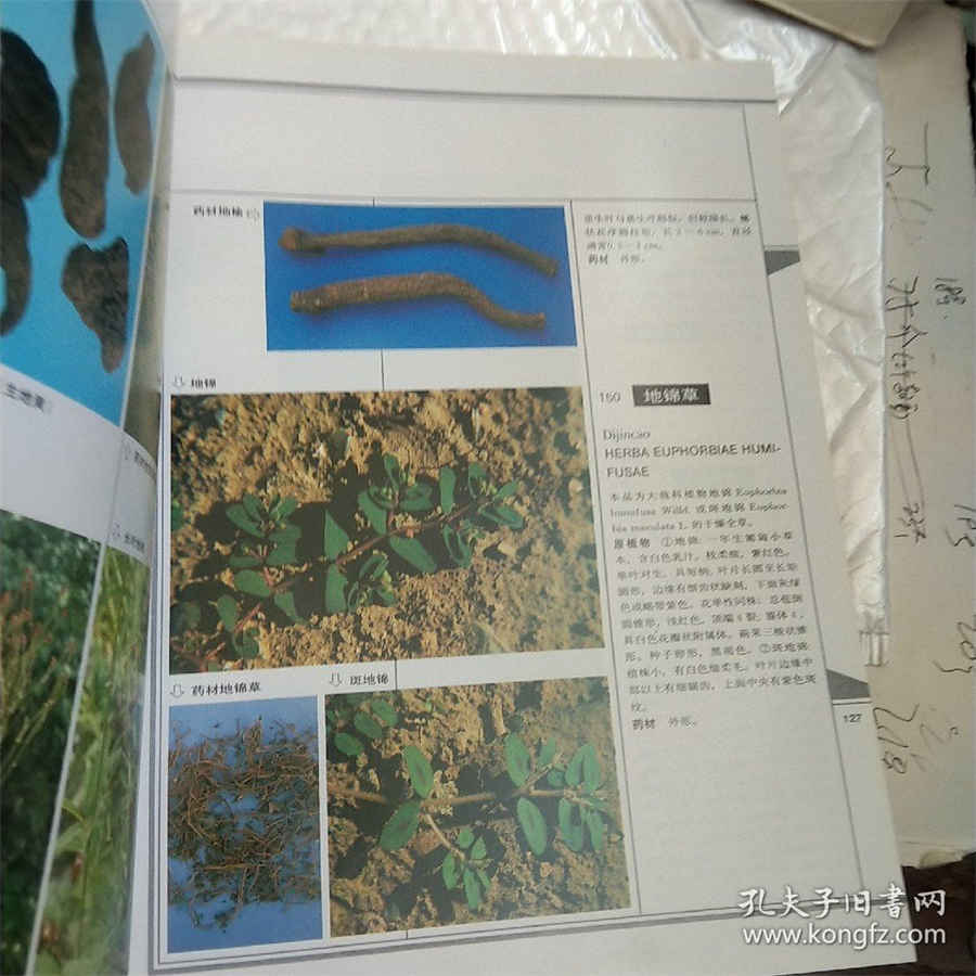 新鲜人参怎么吃比较好？推荐4种吃法中药材使用方法中药材的正确吃法