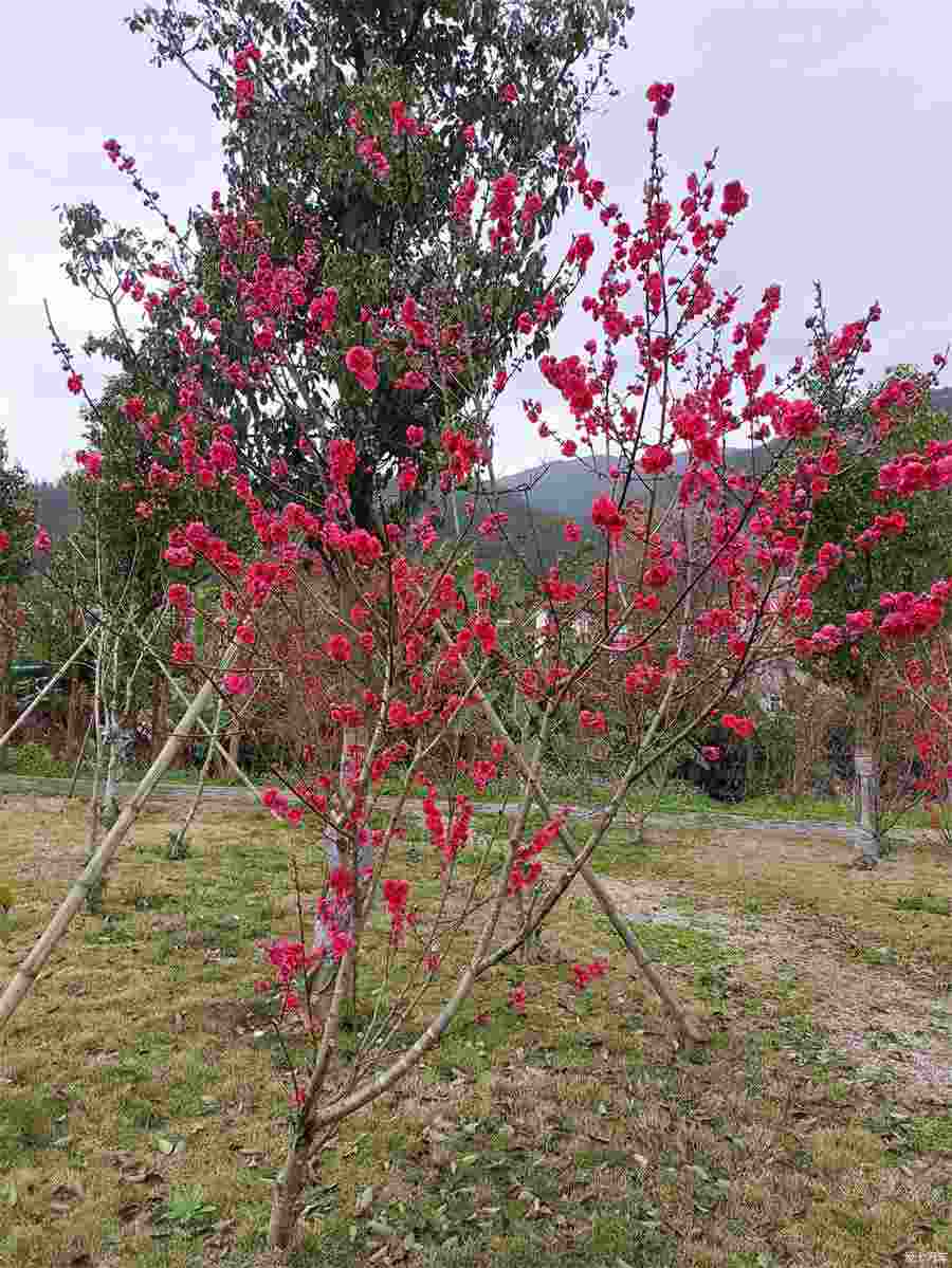 霍山米斛价格多少钱一克中药材价格