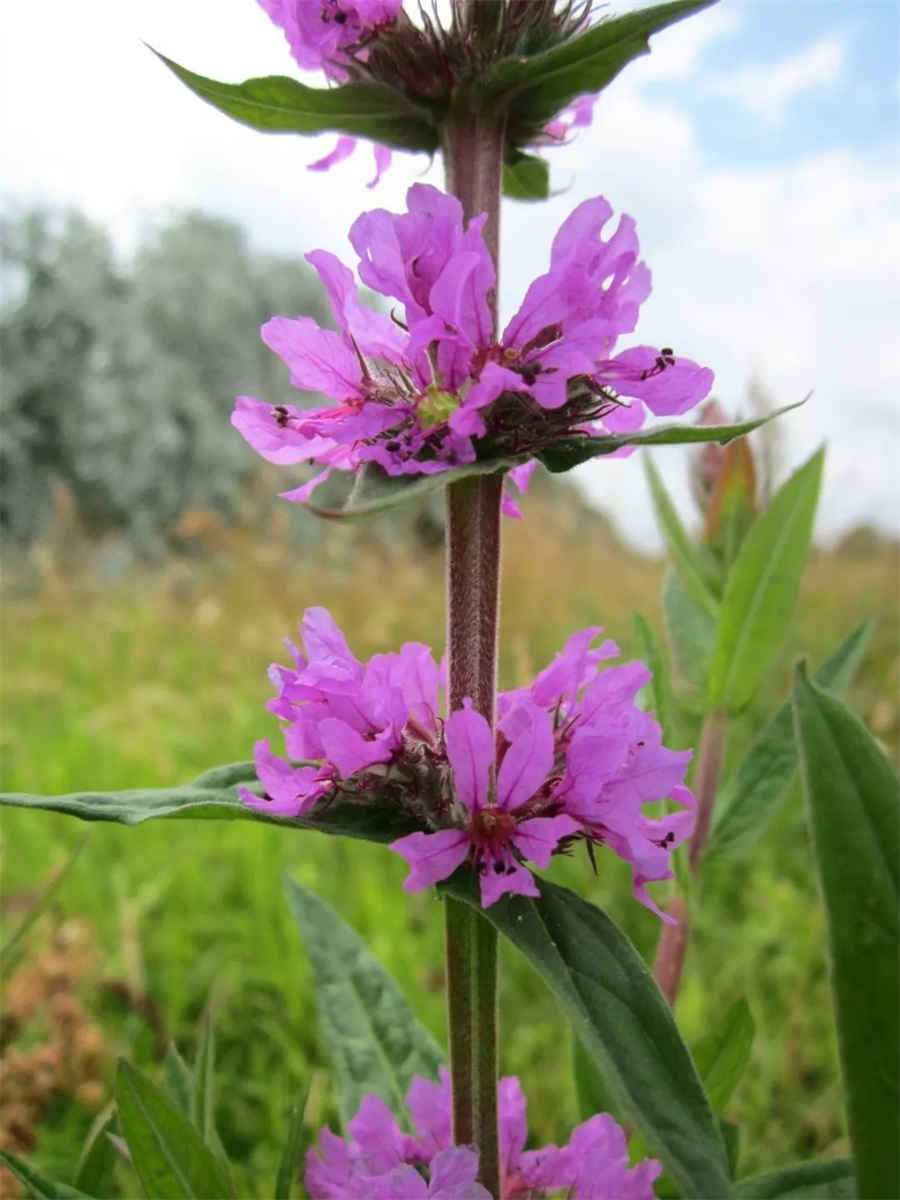 蠲痹汤 蠲痹汤组成 蠲痹汤方歌