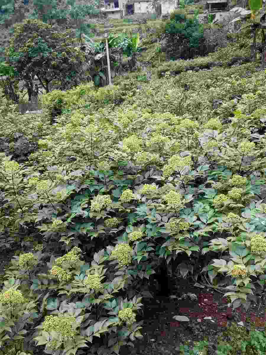 睢阳区睢阳区在哪里历史地名 睢阳区属于哪个地级市