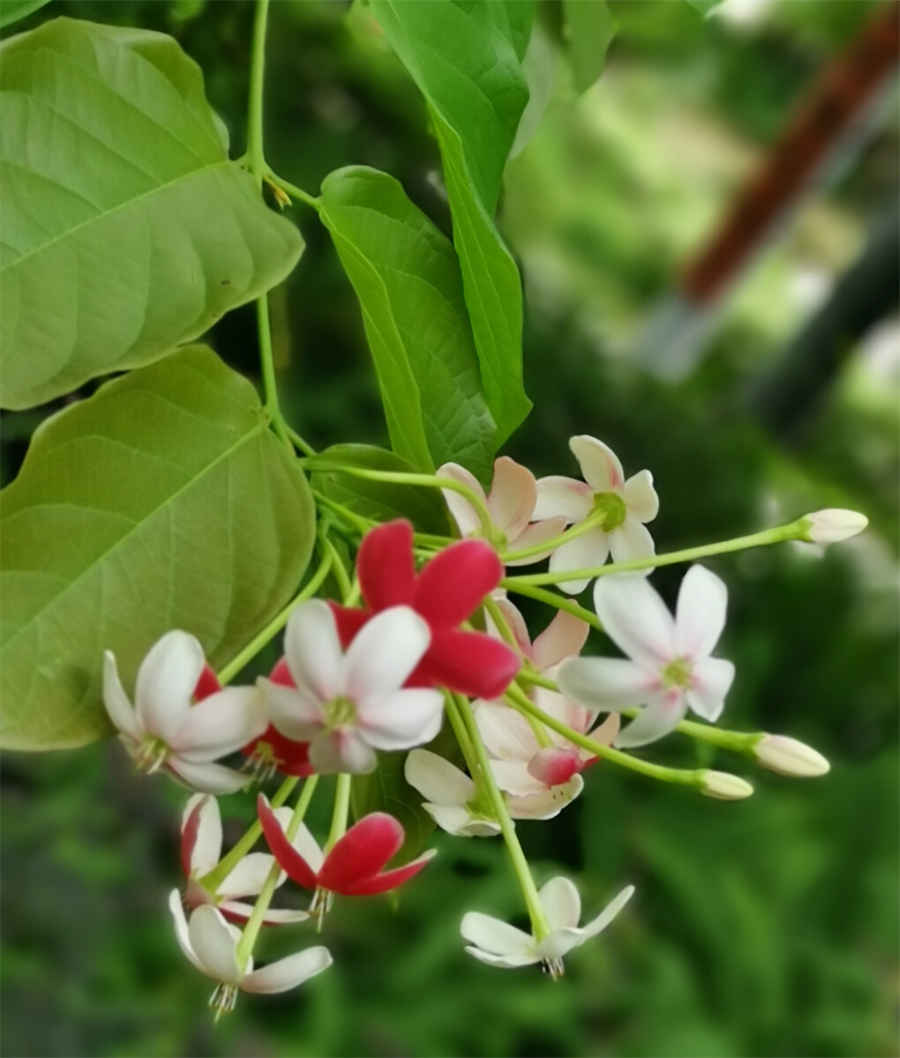 长青草 长青草是什么意思